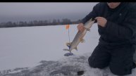 Московское море, второй день. проверяю жерлицы и ловлю живца