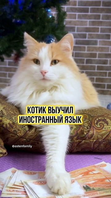 Иностранные языки❤️ #кототерапия#кошечки#приколыкоты#котыприколы#astenfamily#котик