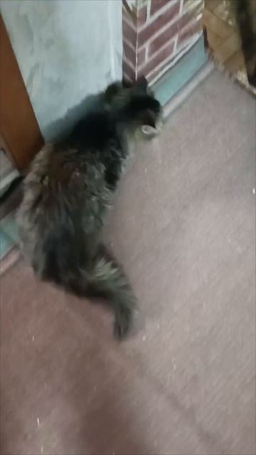Котик ходит и его заносит