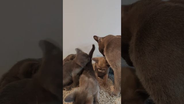 Бурманские котята