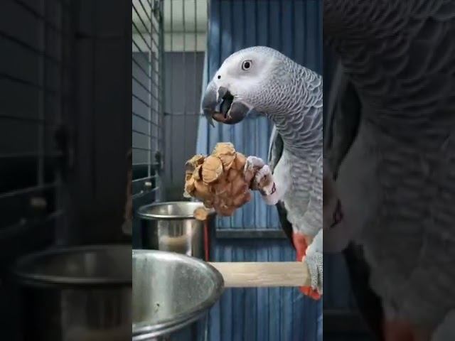 Серый Попугай Маркиз. Кедровая шишка. #parrot #жако #попугай #zoo #интересно #animals