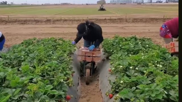 Выращивания наших сортов клубники во Флориде и Калифорнии