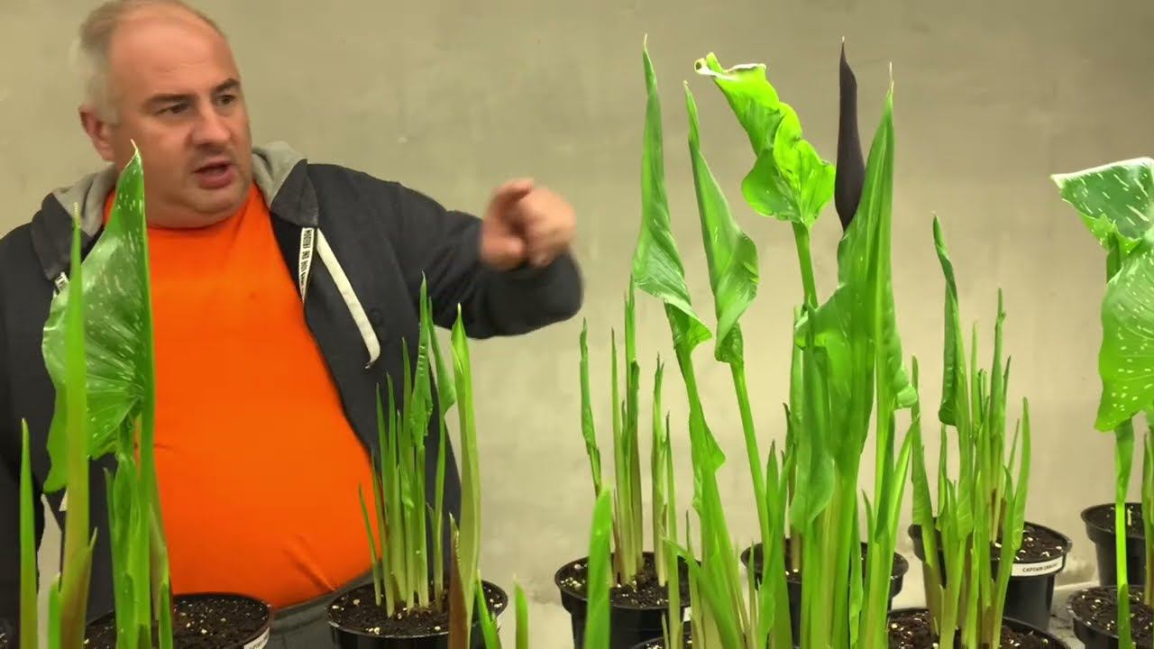 Выращивание Каллы, часть 2. Луковицы тюльпанов прайс лист