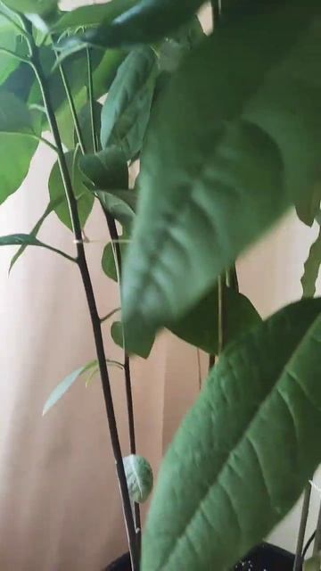 🥰 #plant #gardening