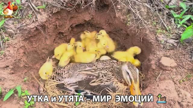 Утка и Утята – мир нежных эмоций 🦆🤗❣️часть (49)