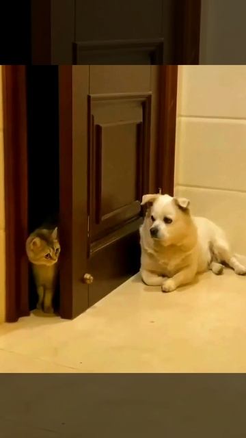 Котики и собачки самые милые животные. Смотреть онлайн 2 часть