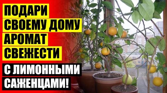 ЛИМОНЧИКИ НА БАЛКОНЧИКЕ 🚫 ВЫРАСТИТЬ ЛИМОН ИЗ КОСТОЧКИ В ДОМАШНИХ УСЛОВИЯХ С ПЛОДАМИ БЕЗ ПРИВИВКИ К