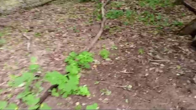 VID-20240518-WA0088