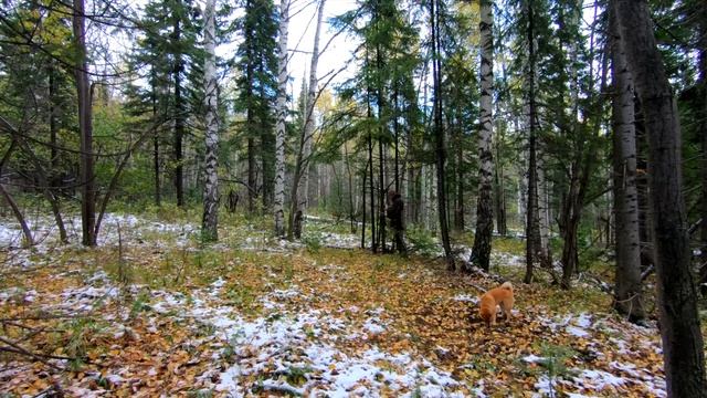 Лесные - каменный дом - ставим дверь в каменный дом, такого мы не ожидали, звери