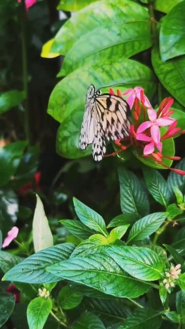 Бабочка 🦋

 #Бабочка
