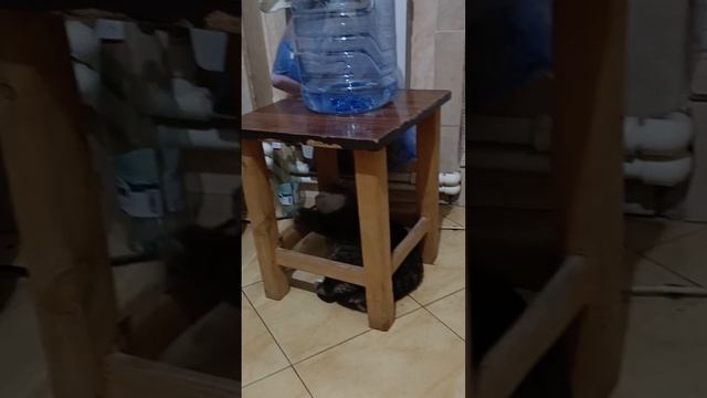 "Ночная кошачья футбольная лига" 😺