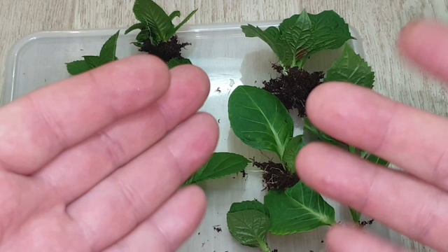 как укоренить крупнолистную гортензию