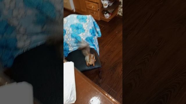 1000378212.mp4