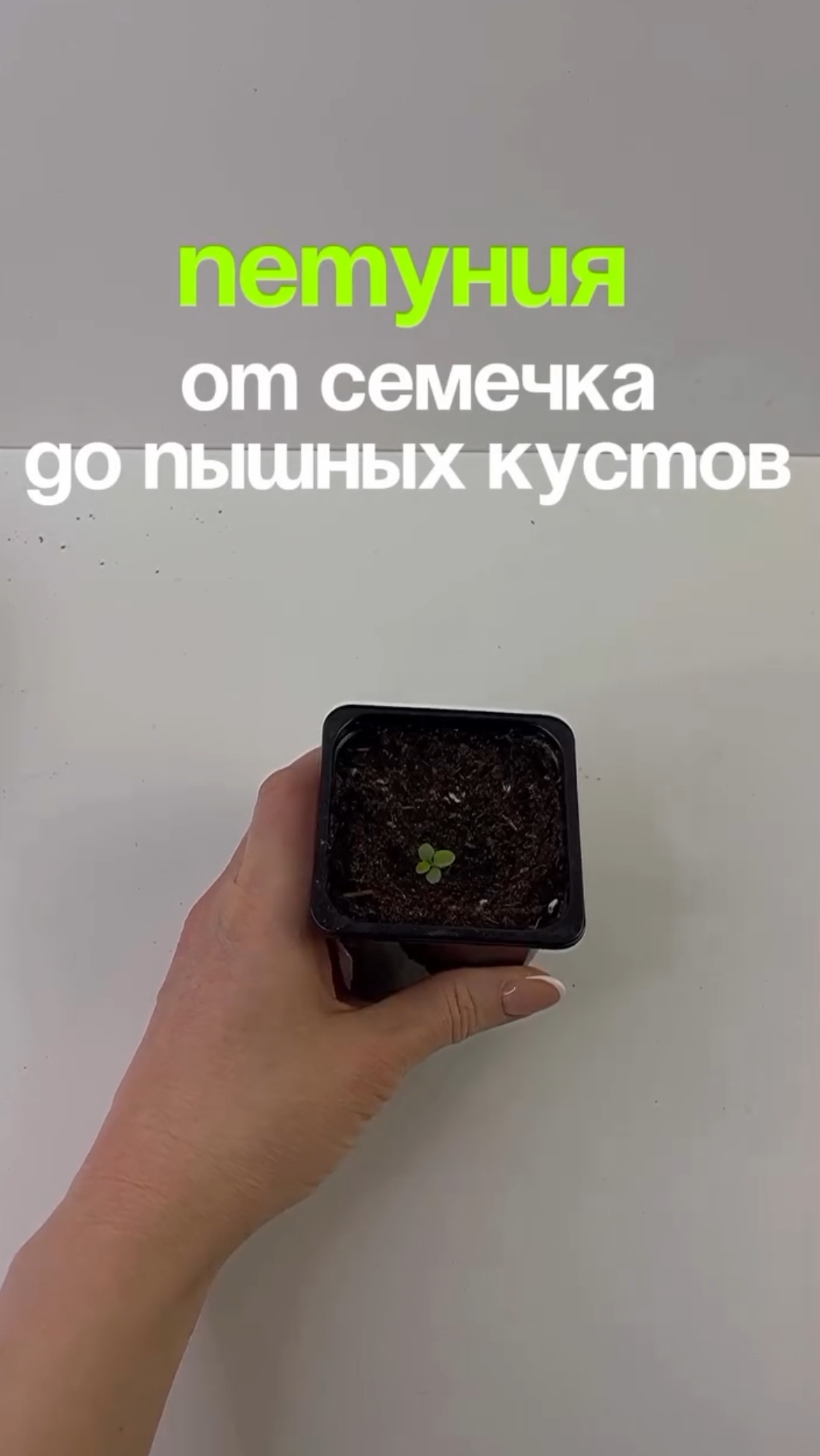 Сроки посева петунии 🌸