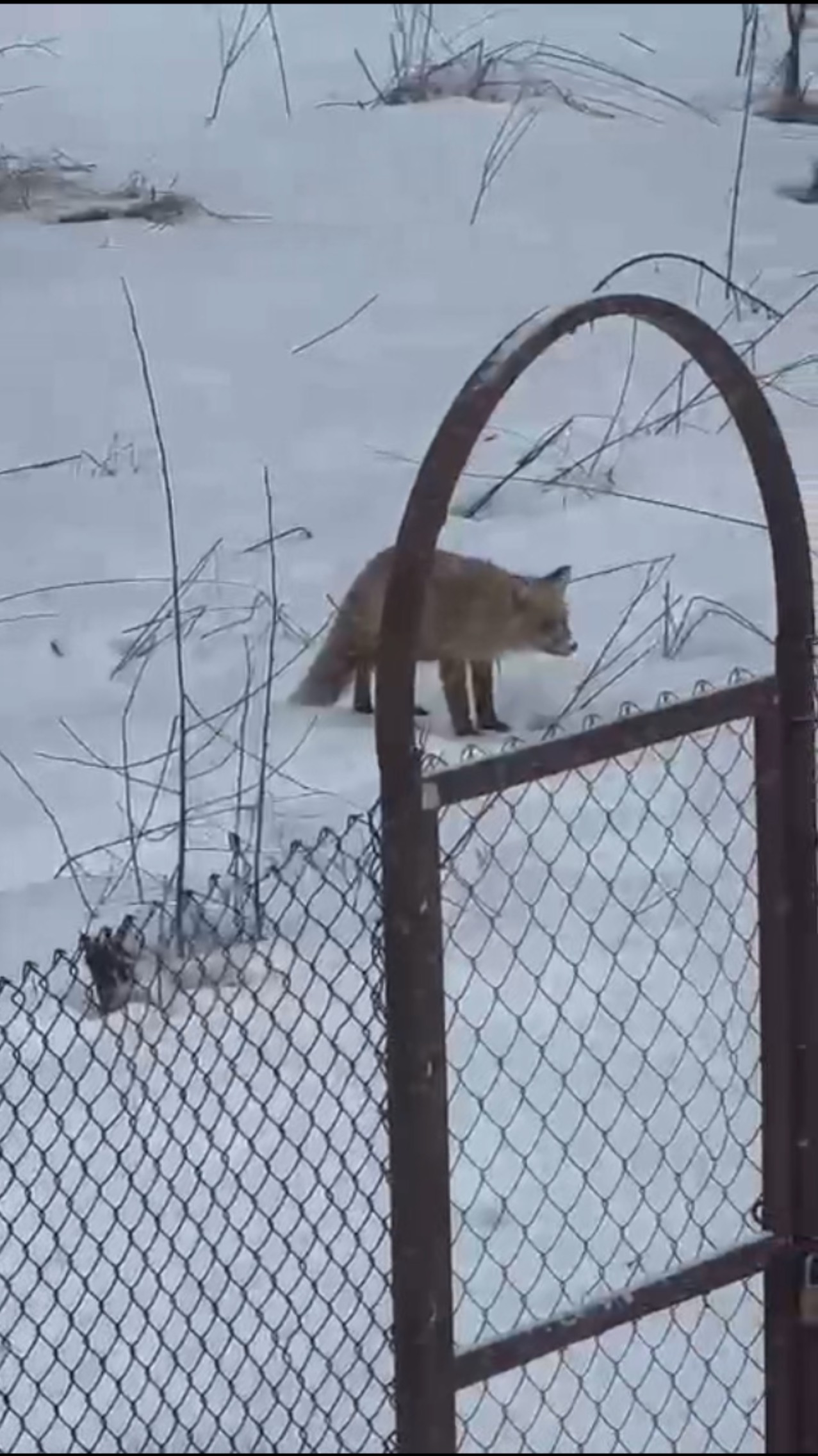 Снежное февральское утро 2024