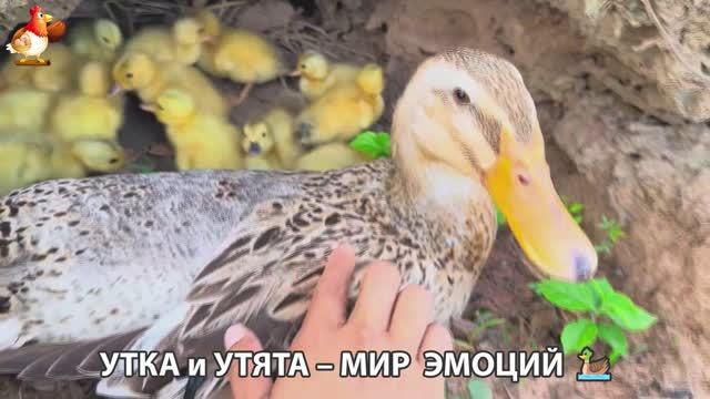 Утка и Утята – мир нежных эмоций 🦆🤗❣️часть (48)