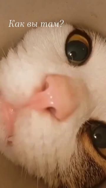 #котики Рулят