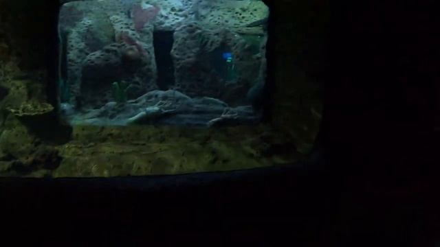 В аквариуме с большими акулами