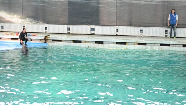 Песни дельфинов!