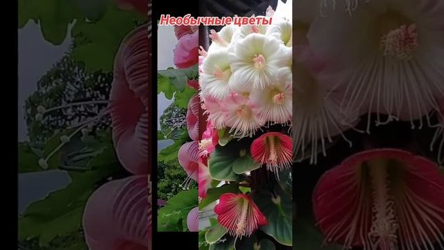 @viktoriaerohina3=cd9d94