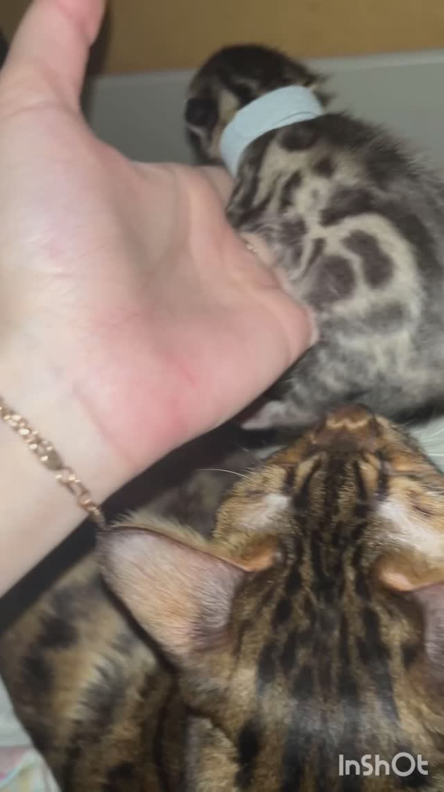 Бенгальские котята