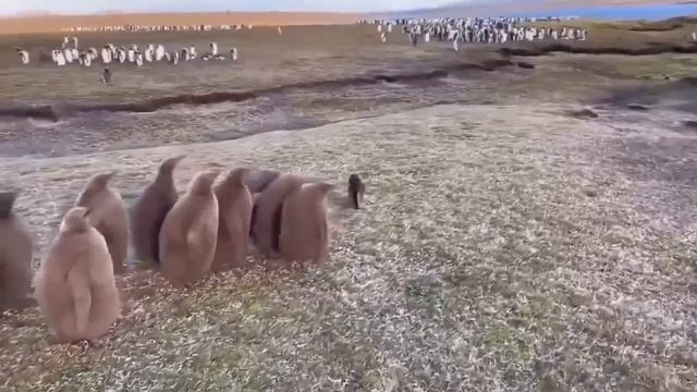 Брысь отсюда