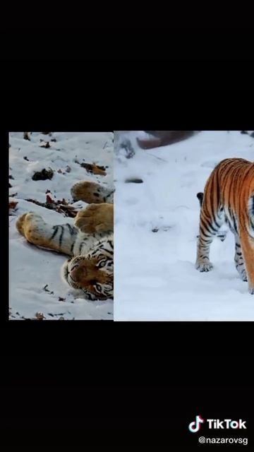 котики🐅