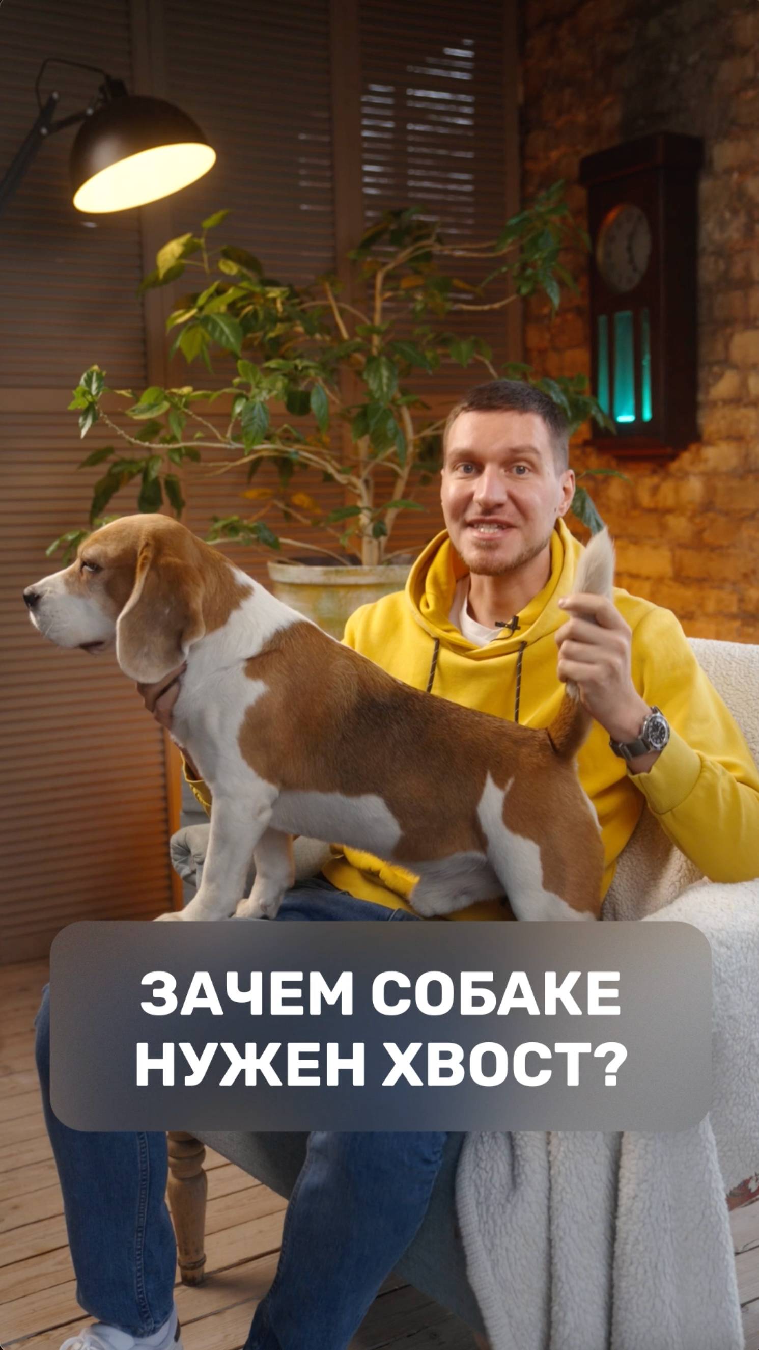 Зачем собаке нужен хвост