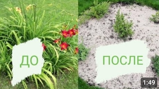 МОЖЖЕВЕЛОВАЯ КЛУМБА. АПРЕЛЬ 2023