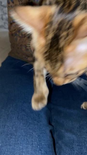 Бенгальский котенок. Девочка