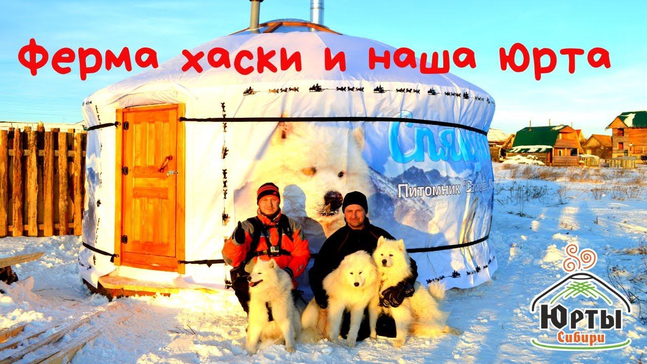 Ферма хаски и наша юрта. Юрты Сибири и питомник самоедов