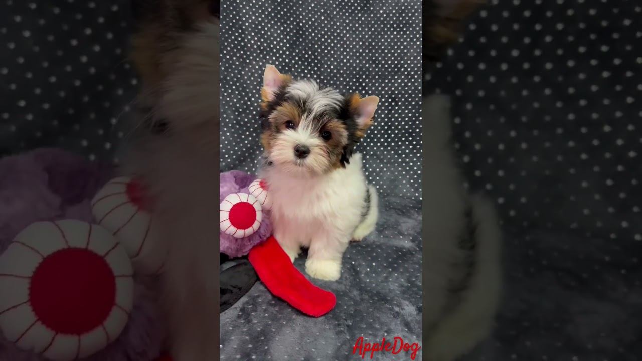 Google Бивер мальчик  2.5 мес. Свободен‼️ ☎️ 89101888188 Ольга #бивер #puppy #biewer #щенок