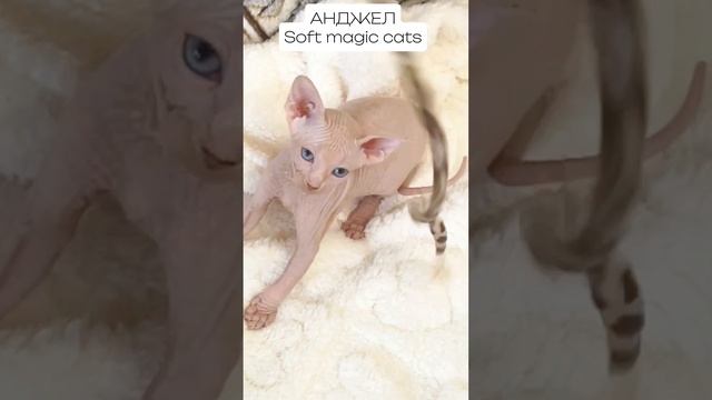 Котята сфинксы родились 23.12.2024 г