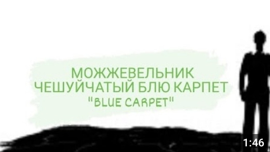 МОЖЖЕВЕЛЬНИК ЧЕШУЙЧАТЫЙ БЛЮ КАРПЕТ "BLUE CARPET"