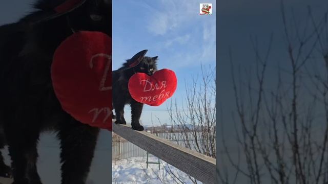 💓🐈🎀 ПУШИНА ЧЕРНУХЕ МУРРРЧИТ 🐈💕🐈⬛