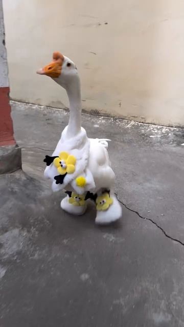 1000091298.mp4