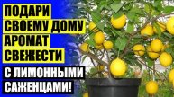 ⚡ Лимон как выращивать в домашних 💡