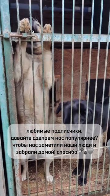 Помогите нам каждому найти дом🙏