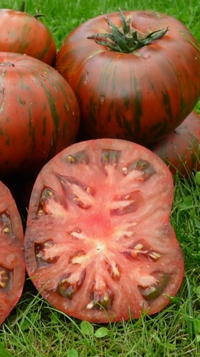 🍅Томат СТРАННАЯ ВЕЩЬ ДЕВУШКИ! #shorts #томаты #советы
