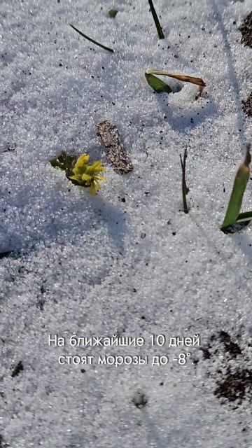 Всходы нута зимой #сельскоехозяйство #сергийризанов #выращиваниенута