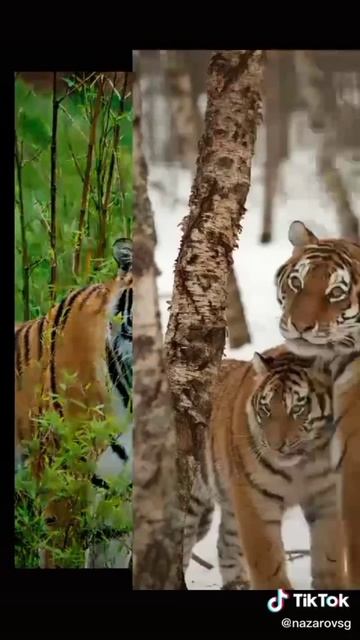 котики🐅
