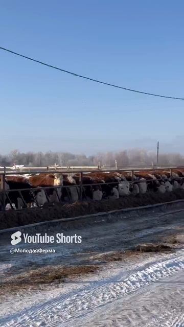 Приехали за Герефордами в ООО «СОЮЗ»! А вы уже ждете наших новых жителей ?
