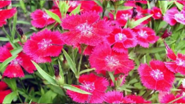 Top 5 Super Hardy Winter Flowering Plant || Easy To Grow & Care