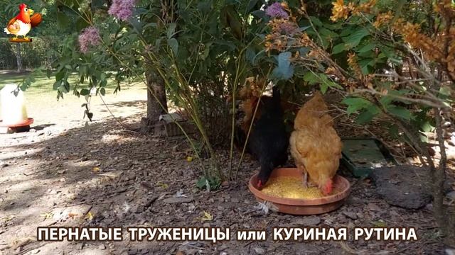 Куры несушки свободного выгула и их обычная куриная рутина – эпизод (21)