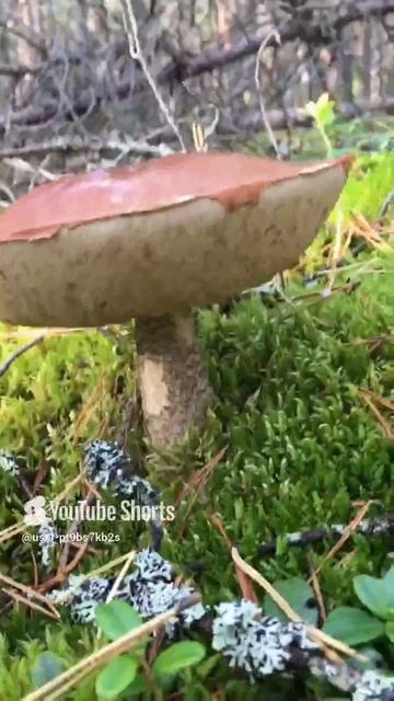 Ну что, ты не красавчик_#Aren't you handsome_ #sorts #лес #forest
