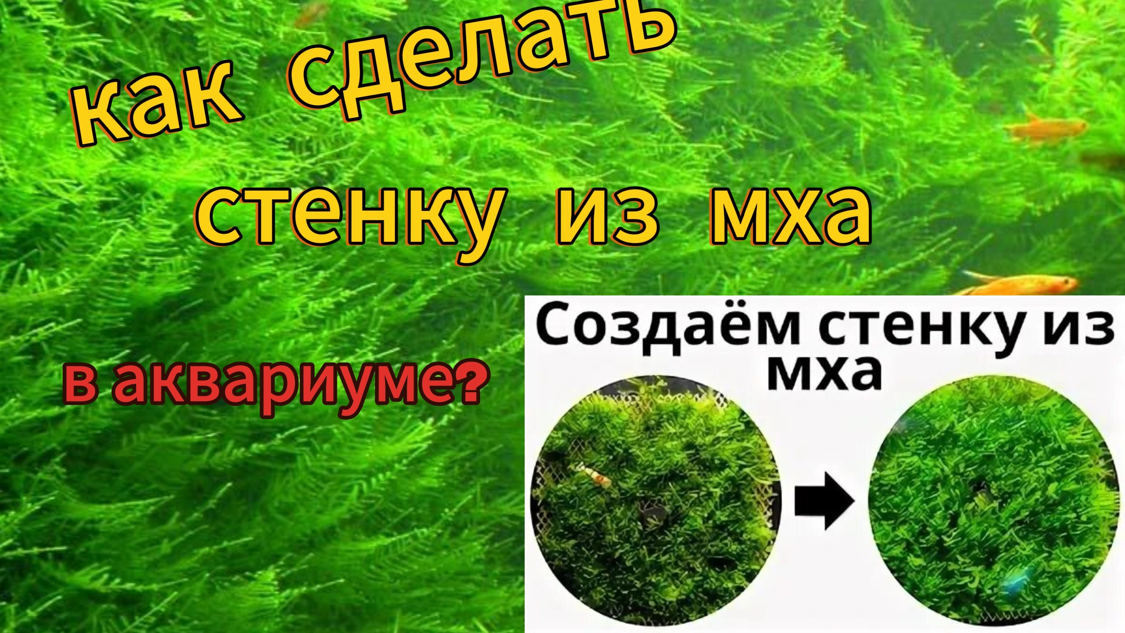 Как создать живую стенку аквариума из яванского мха: пошаговое руководство!