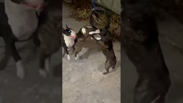💪 Тренировка 👍 Ричи - Рой Бультерьеры и Блэк Французский Бульдог
