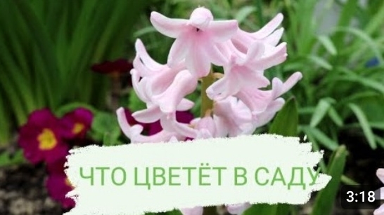 ЧТО ЦВЕТЁТ В САДУ. 17.04.2023г. БЕЛАРУСЬ, ГОМЕЛЬСКАЯ ОБЛАСТЬ