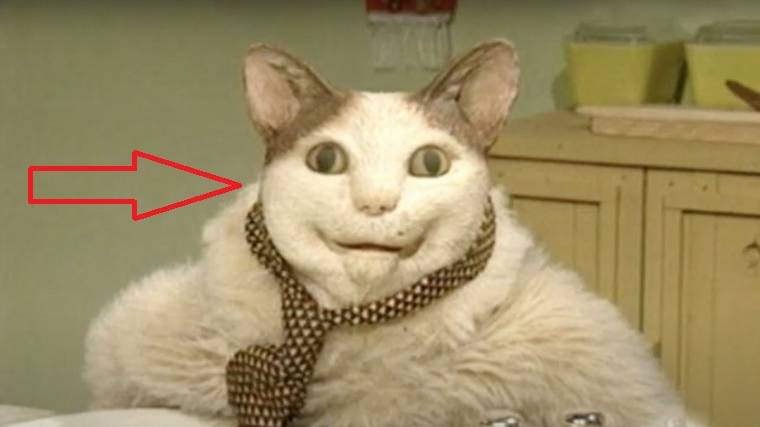 мем-коты.
