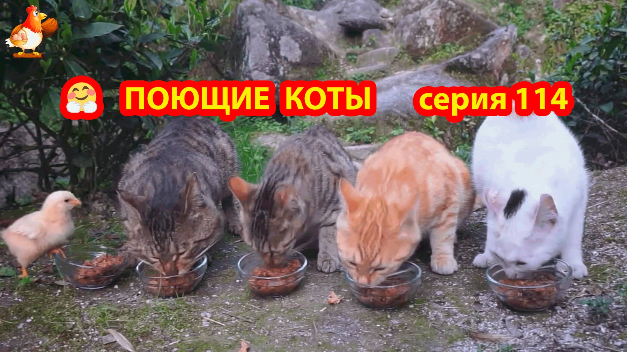 Крутые коты у птичьего двора серия (114) 🐈🐈⬛😹 Природа Абхазии и подворье с птицами и животными ❣